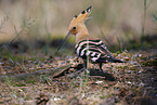 Eurasian hoopoe