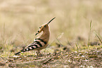 Eurasian hoopoe