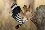 Eurasian hoopoe
