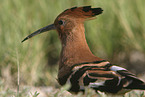 Eurasian hoopoe