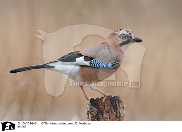 jaybird / DV-01642