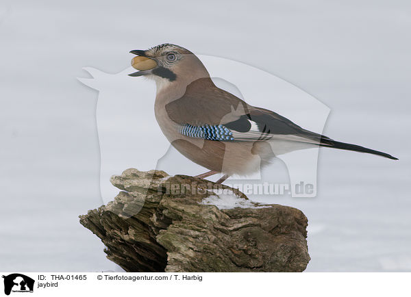 Eichelhher / jaybird / THA-01465