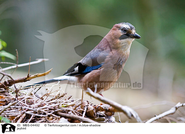 jaybird / MBS-04492