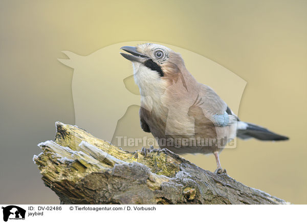 Eichelhher / jaybird / DV-02486