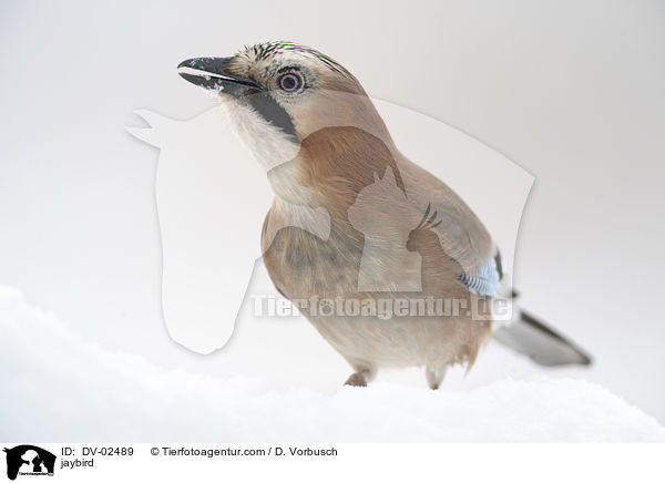 Eichelhher / jaybird / DV-02489