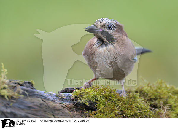 Eichelhher / jaybird / DV-02493