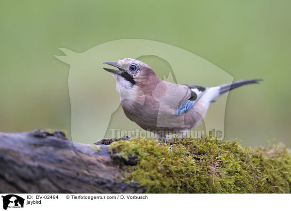 Eichelhher / jaybird / DV-02494