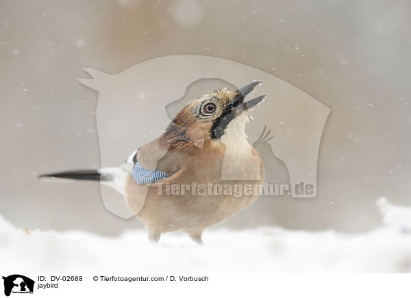 Eichelhher / jaybird / DV-02688