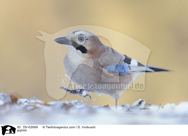 Eichelhher / jaybird / DV-02689