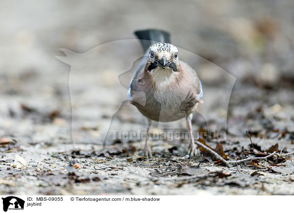 Eichelhher / jaybird / MBS-09055