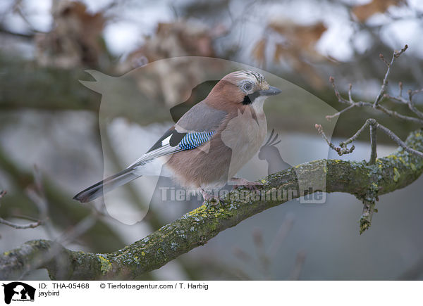 Eichelhher / jaybird / THA-05468