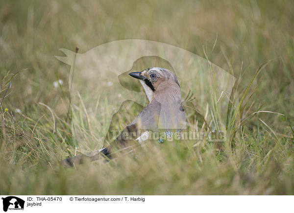 Eichelhher / jaybird / THA-05470