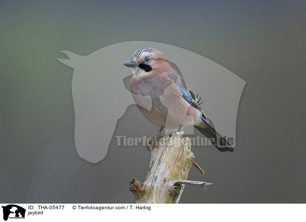 Eichelhher / jaybird / THA-05477