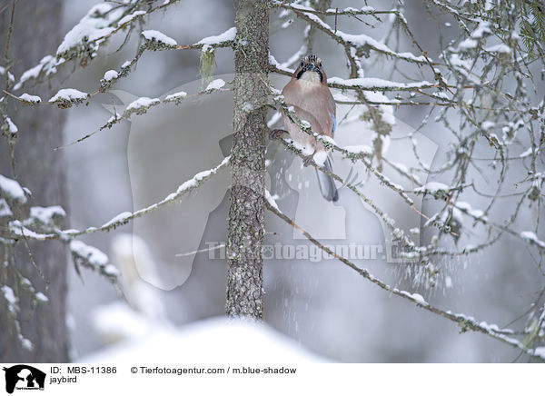 Eichelhher / jaybird / MBS-11386