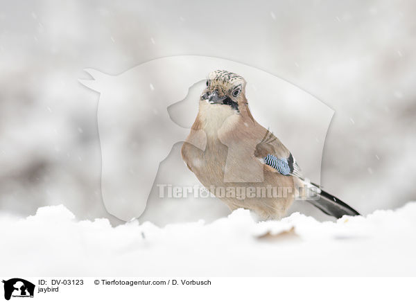 Eichelhher / jaybird / DV-03123
