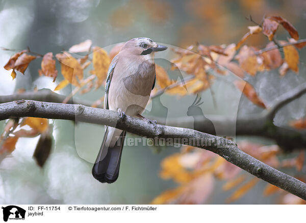 jaybird / FF-11754