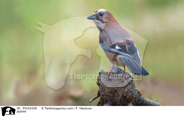 Eichelhher / jaybird / FH-02439