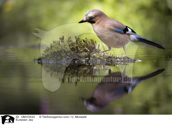 Eichelhher / Eurasian Jay / UM-03422