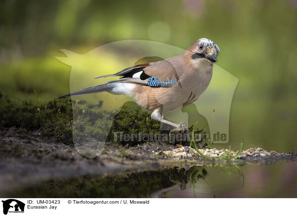 Eichelhher / Eurasian Jay / UM-03423