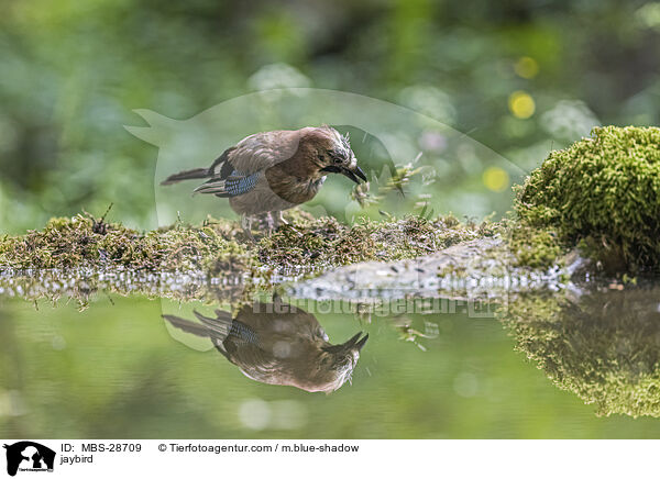 jaybird / MBS-28709