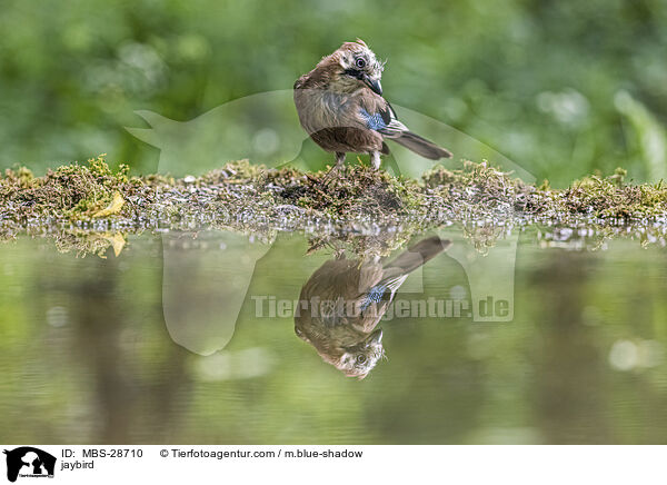 Eichelhher / jaybird / MBS-28710