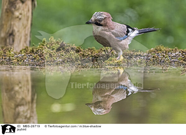 Eichelhher / jaybird / MBS-28719