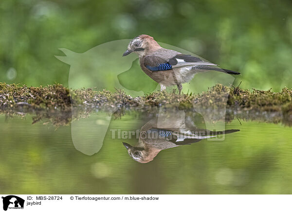Eichelhher / jaybird / MBS-28724