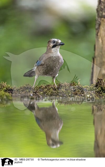Eichelhher / jaybird / MBS-28730