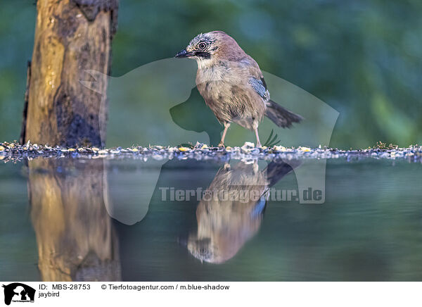 Eichelhher / jaybird / MBS-28753