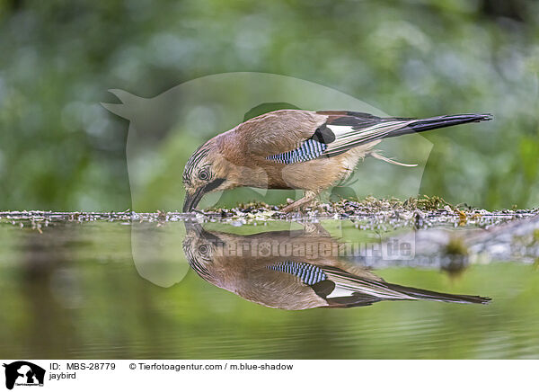 Eichelhher / jaybird / MBS-28779
