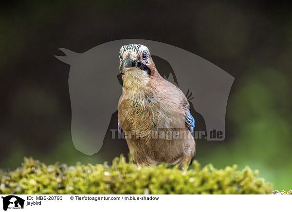 Eichelhher / jaybird / MBS-28793