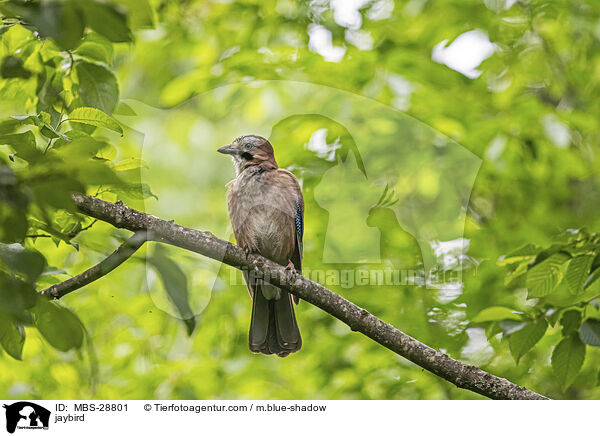 Eichelhher / jaybird / MBS-28801