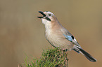 jaybird