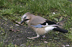 jaybird