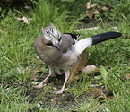 jaybird