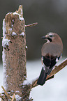 jaybird