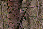 jaybird