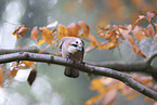 jaybird