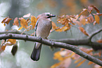 jaybird