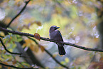 jaybird