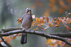 jaybird
