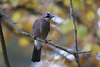 jaybird