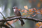 jaybird