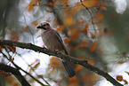 jaybird
