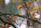 jaybird
