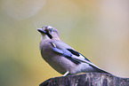 jaybird