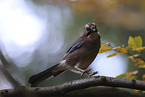 jaybird