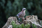 Jay sitting on tree stump