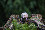 Jay sitting on tree stump