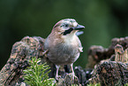 Jay sitting on tree stump